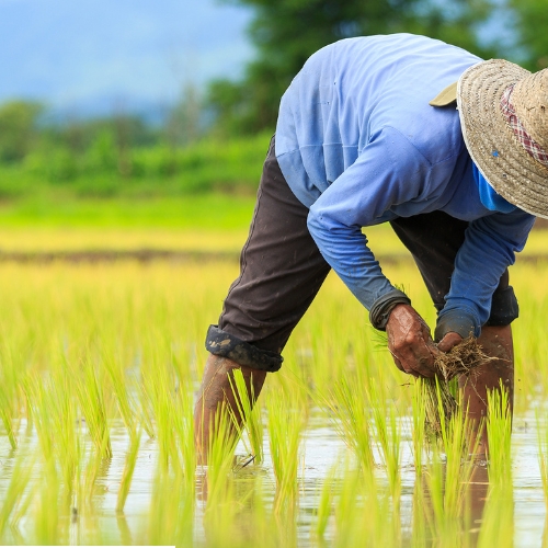 Rural Farmers Empowerment